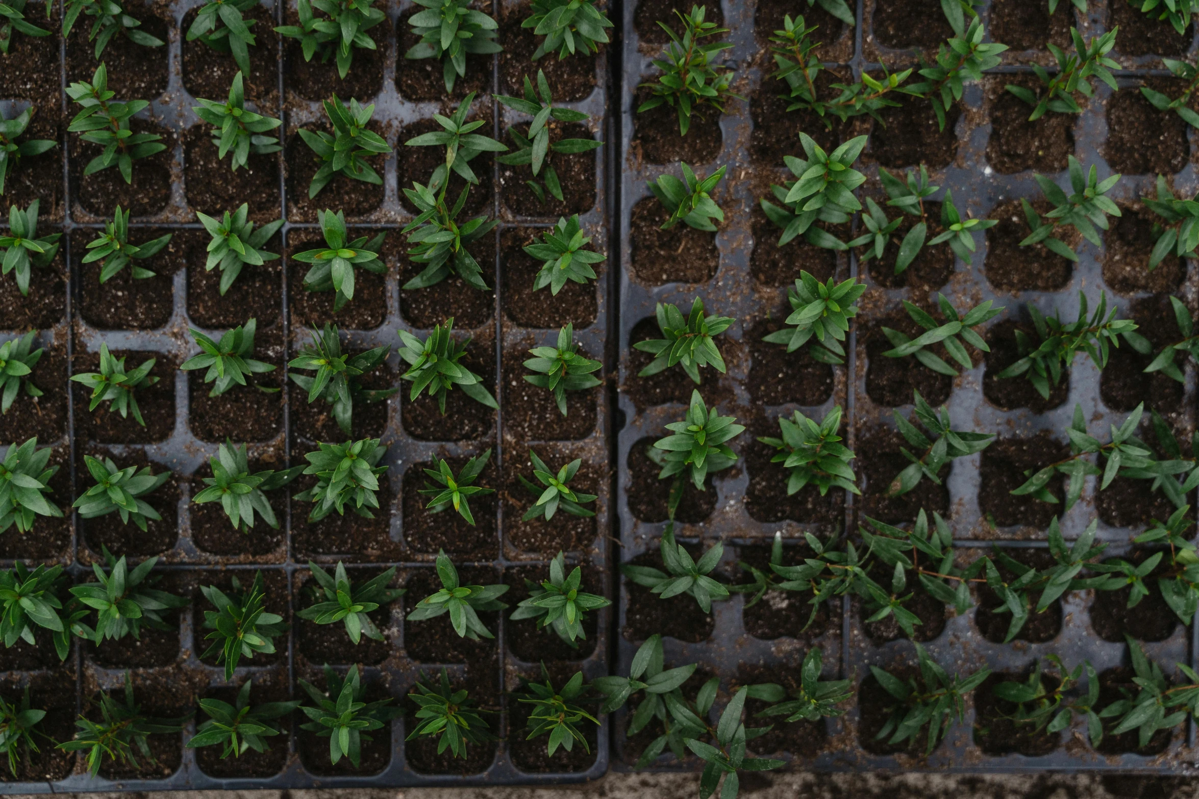 a close up of a bunch of trays of plants, looking down on the camera, avatar image, documentary photo, thumbnail