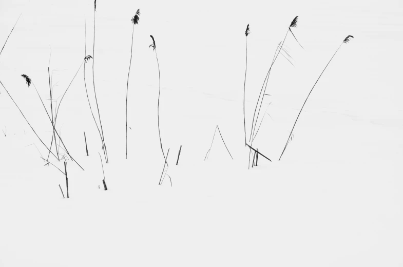 a fire hydrant sitting in the middle of a snow covered field, an abstract drawing, inspired by Chris Friel, unsplash, minimalism, small reeds behind lake, 4k greyscale hd photography, white backdrop, tiny sticks