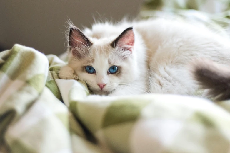 a white cat with blue eyes laying on a blanket, by Julia Pishtar, petite, cute photograph, soft coloring, an intricate