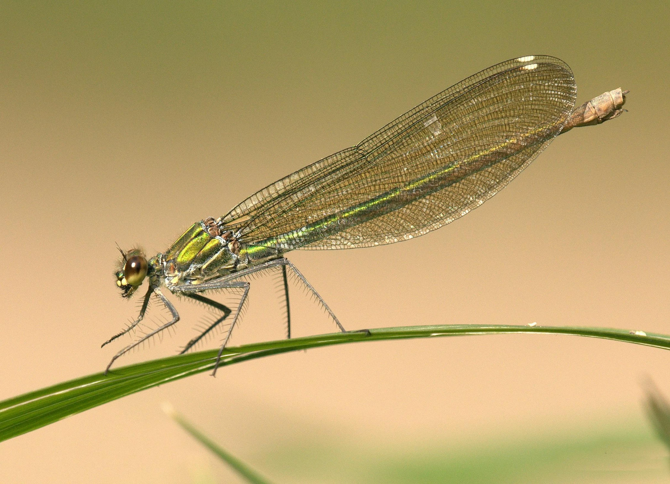 a dragonfly perched on a blade of grass, a macro photograph, by Alison Watt, hurufiyya, high quality 3d realistic, female gigachad, translucent wings, macro photography 8k