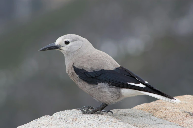 a close up of a bird on a rock, pale grey skin, black an white, quechua, manuka