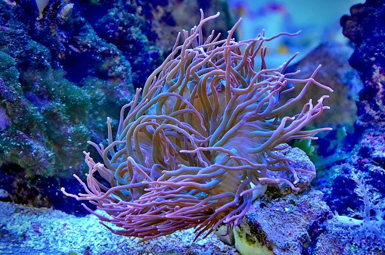 a close up of a sea anemone in an aquarium, a portrait, flickr, epic coves crashing waves plants, coral headdress, 🦩🪐🐞👩🏻🦳, twirling glowing sea plants