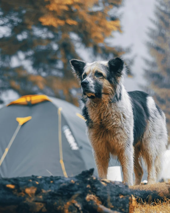 a brown and black dog standing next to a tent