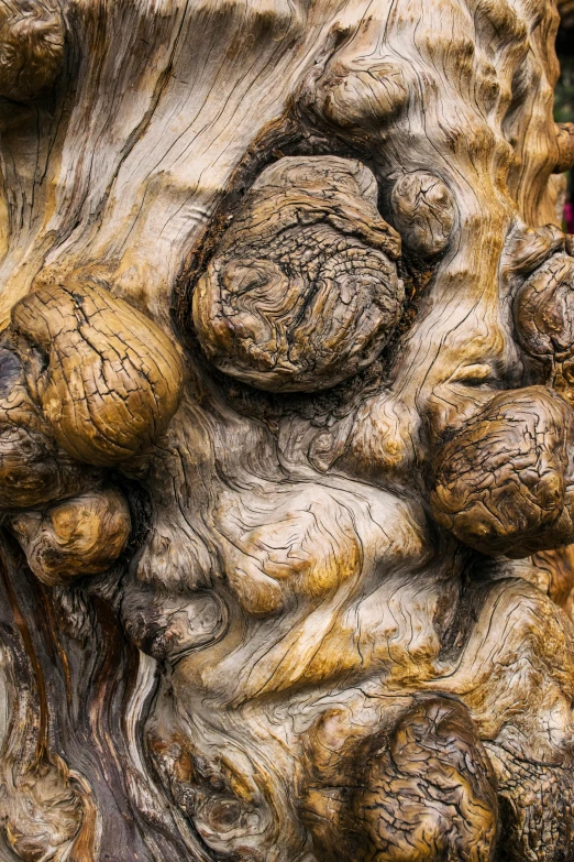 a close up of a tree trunk with a bunch of nuts on it, an abstract sculpture, unsplash, process art, bristlecone pine trees, cysts, taken in the late 2010s, ornate wood