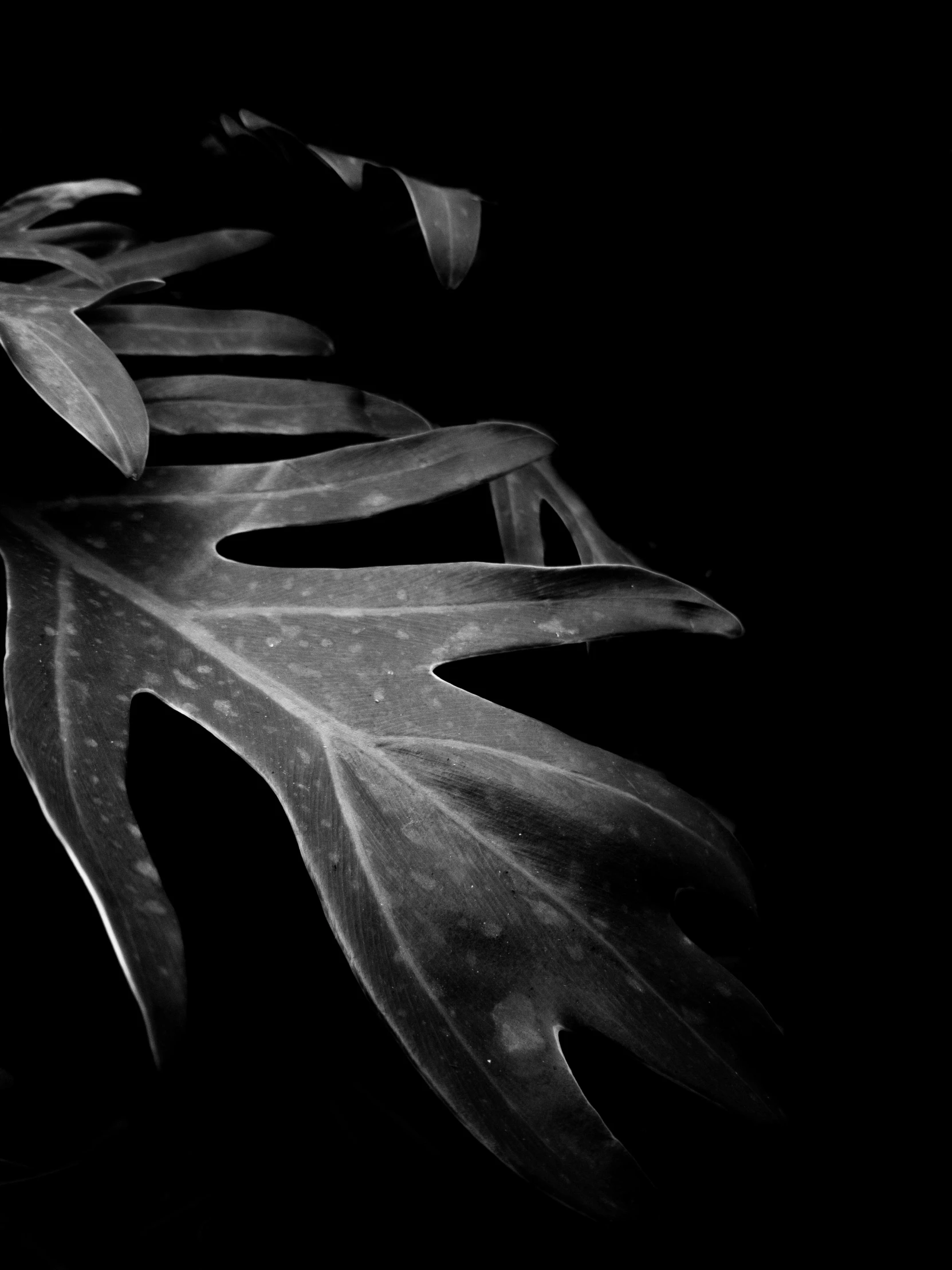 a black and white photo of a leaf, inspired by Edward Weston, art photography, night. by greg rutkowski, monstera deliciosa, oak leaves!!, by greg rutkowski