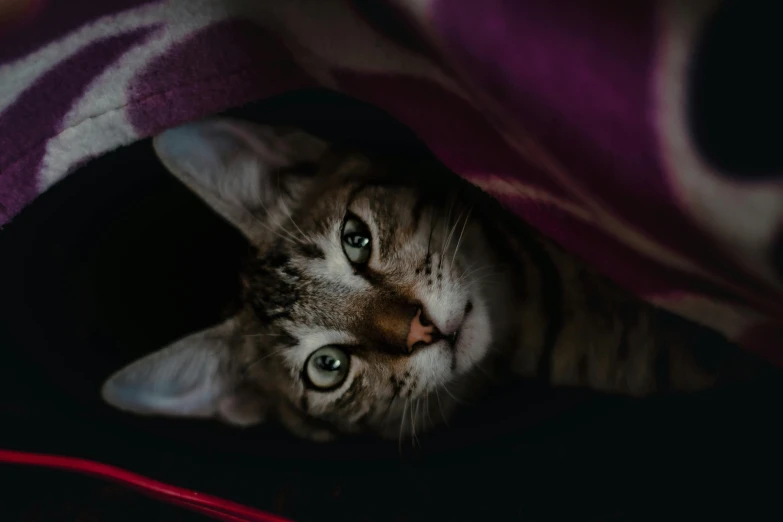 a cat peeking out from under a blanket, a picture, trending on pexels, on a dark background, looking up at the camera, lying down, gif