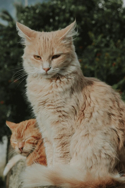 a cat sitting on top of a rock next to another cat, a picture, trending on unsplash, renaissance, fluffy orange skin, old male, background image, high quality image”