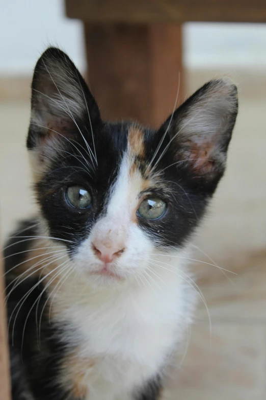 a black and white cat sitting under a wooden table, pale pointed ears, closeup of the face, adoptables, r/aww