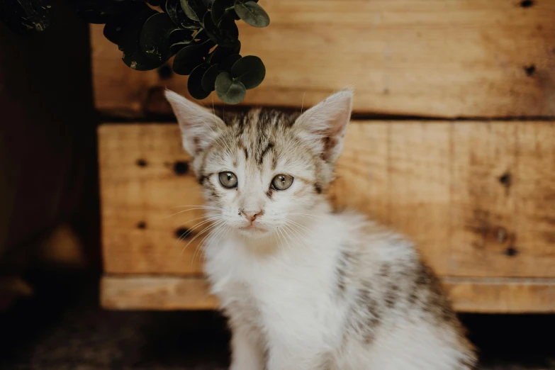 a kitten sitting in front of a wooden dresser, trending on unsplash, avatar image