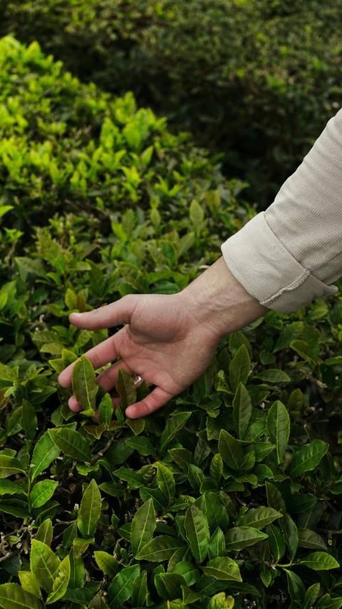 a person picking tea leaves from a bush, by Elsa Bleda, shutterstock, hand gesture, full frame image, caucasian, handsome