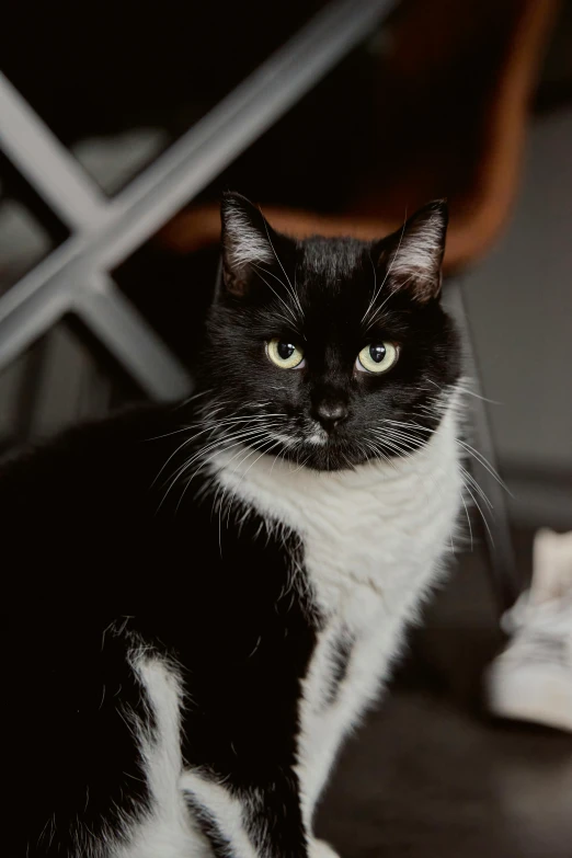 a black and white cat sitting on a table, facing the camera, jen atkin, close - up photograph, low detail