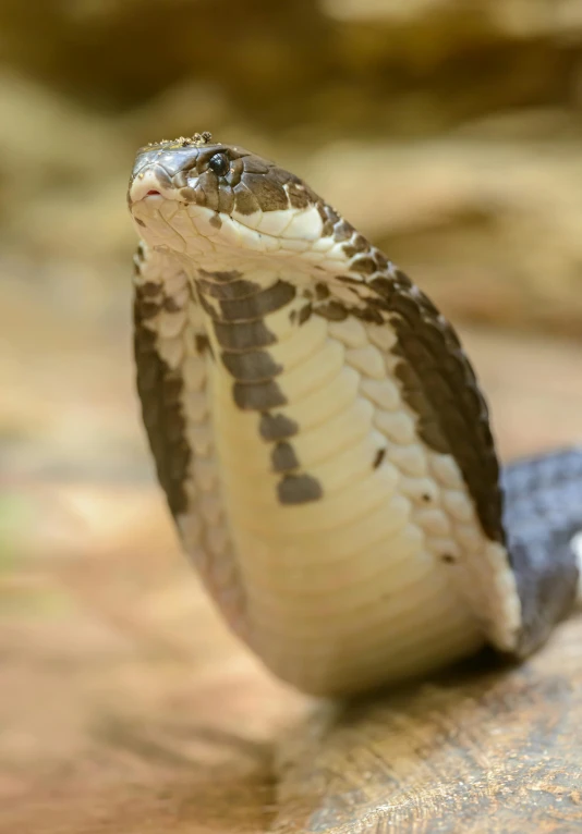 a close up of a snake on a rock, silver eyes full body, extremely polished, 1 male, online