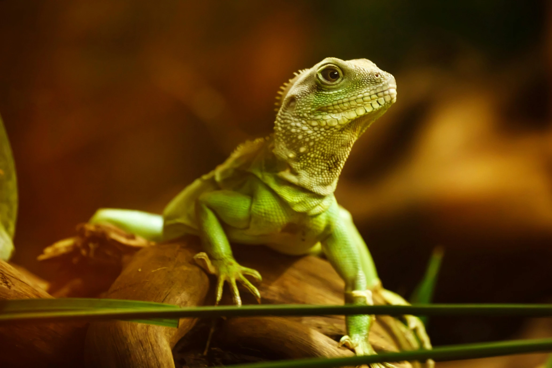 a lizard sitting on top of a tree branch, trending on pexels, green and warm theme, vivarium, water dragon, panels