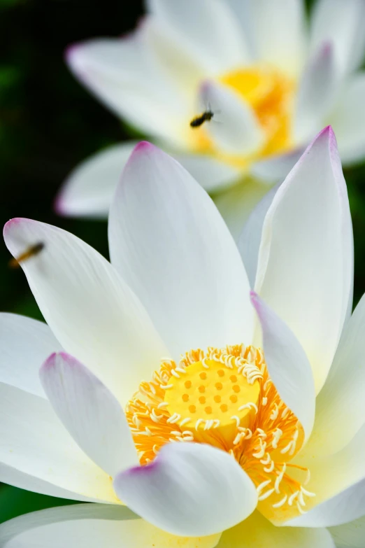 a bee sitting on top of a white flower, with lotus flowers, photograph, 8k resolution”