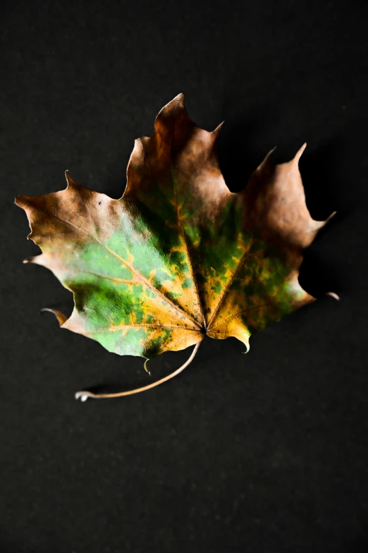 a close up of a leaf on a black surface, an album cover, renaissance autumnal, profile image