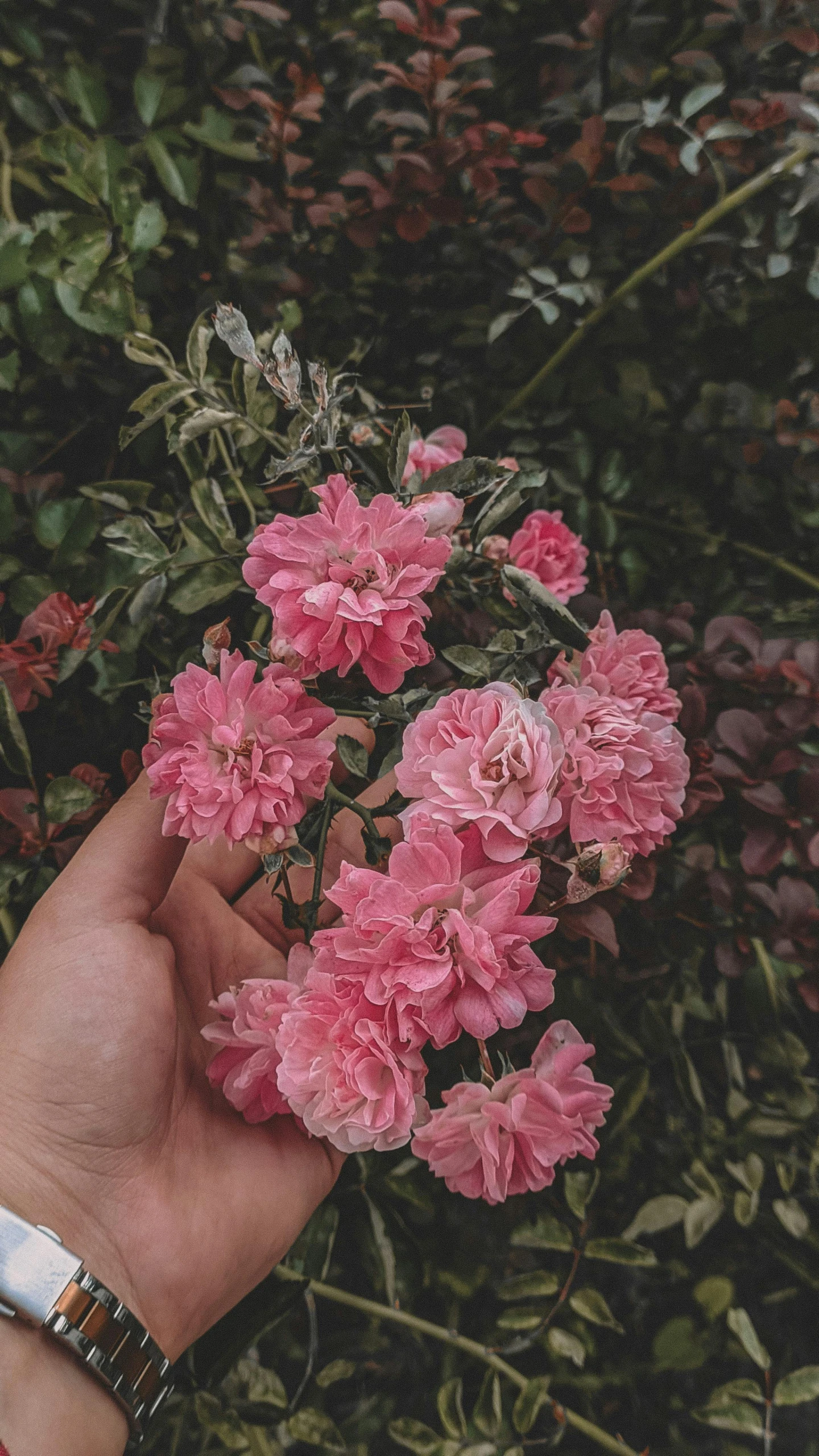 a hand holding small pink flowers against a bush