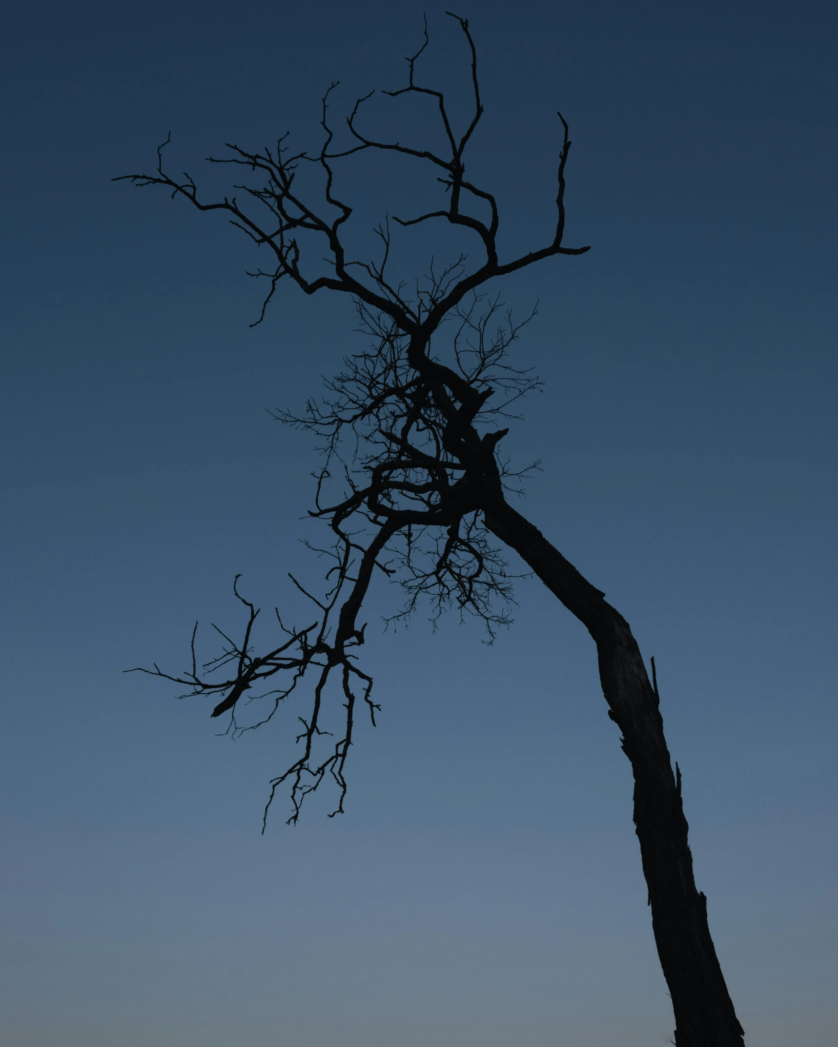 a lone tree is silhouetted against a blue sky, by Attila Meszlenyi, deteriorated, standing in a dark, no cropping, low quality photo