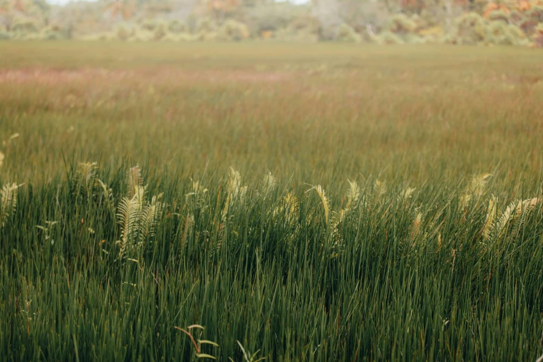 a field of tall grass with trees in the background, a digital rendering, by Carey Morris, trending on unsplash, hurufiyya, marsh vegetation, low grain film, marsh, loosely cropped