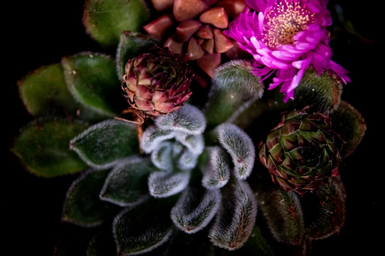 a purple flower sitting on top of a green plant, a macro photograph, inspired by Jacopo Bassano, unsplash, cactus and flowers, deep colours. ”, flowering pineapples, top - down photograph