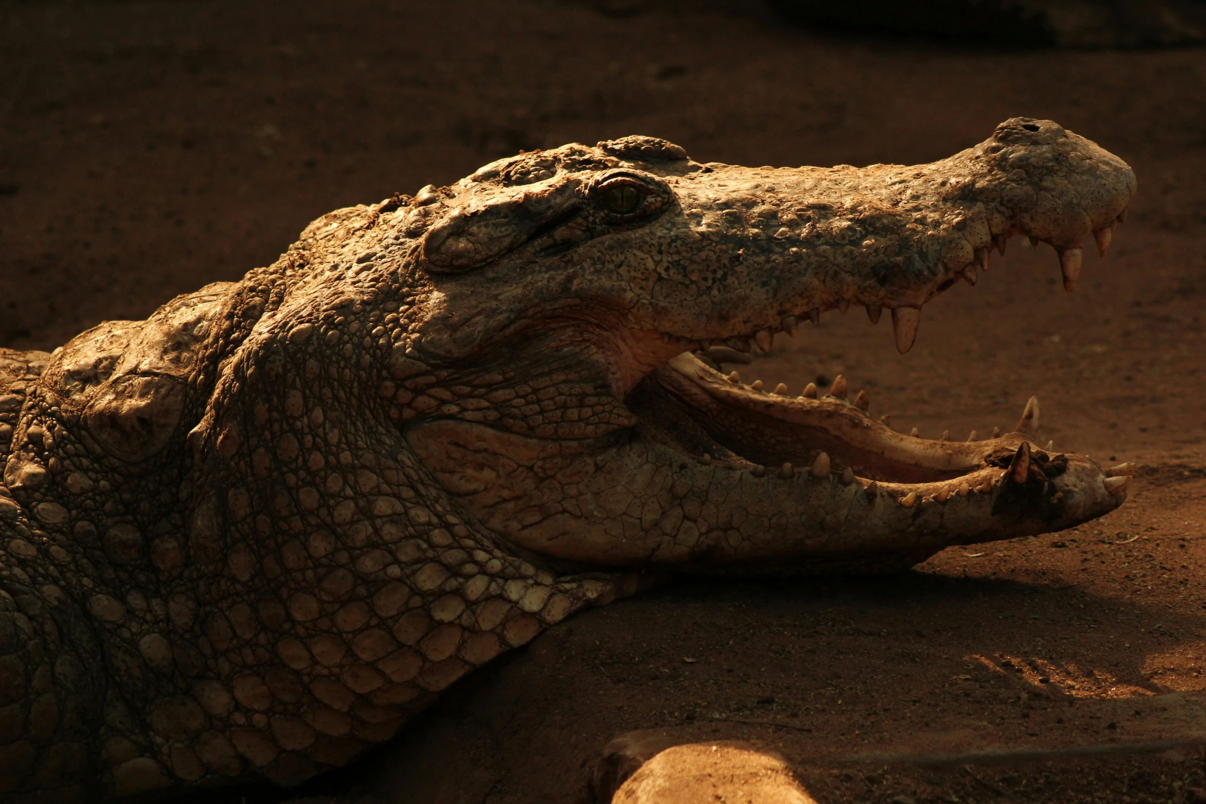 a crocodile laying on the ground with its mouth open, pexels contest winner, hurufiyya, warm glow, brown, kris kuksi, fan favorite