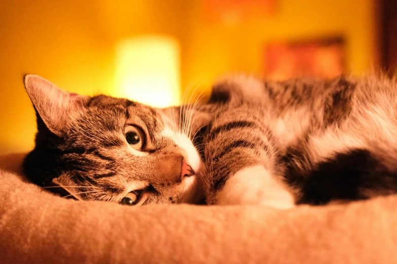 a close up of a cat laying on a bed, by Julia Pishtar, pexels, warm yellow lights, warm coloured, a handsome, decoration