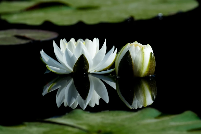 a white flower sitting on top of a body of water, a picture, in a pond