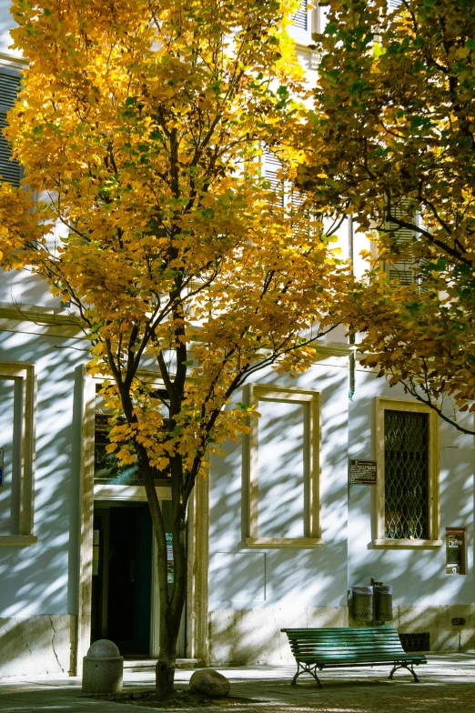 a couple of benches sitting in front of a building, a photo, inspired by Albert Paris Gütersloh, maple trees with fall foliage, yellow aureole, large tree casting shadow, buenos aires