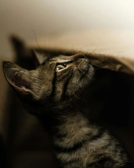 a cat that is looking up at something, by Jan Tengnagel, trending on unsplash, renaissance, ceiling hides in the dark, soft vinyl, high quality photo, grey ears