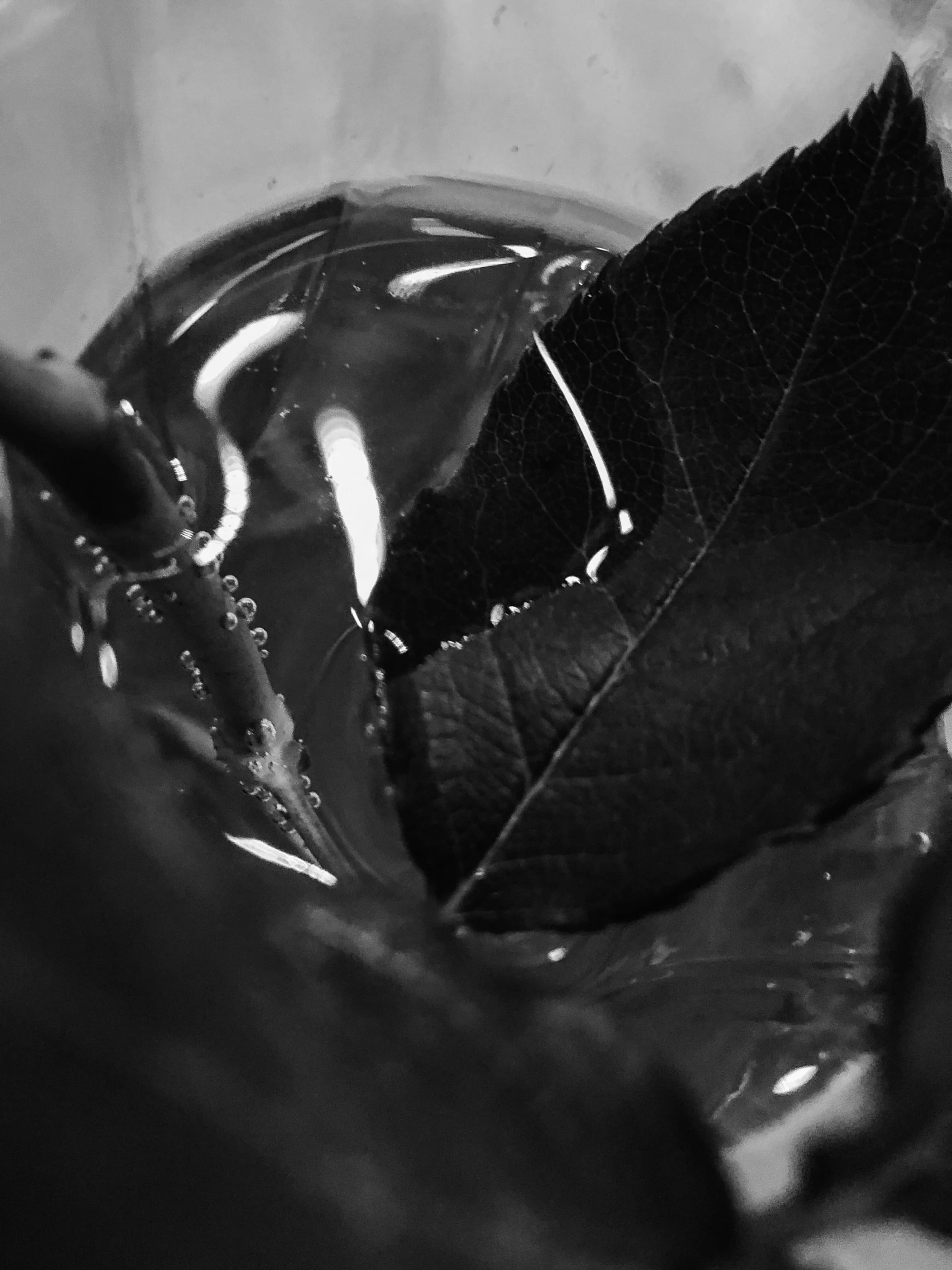 a black and white photo of a leaf in a glass, a macro photograph, unsplash, today\'s featured photograph 4k, devastated, “ sensual, leaves and vines