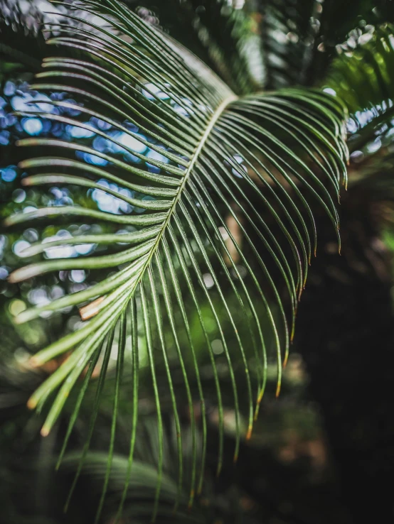 a close up of a palm leaf on a tree, unsplash 4k, multiple stories, full frame image, mystical kew gardens