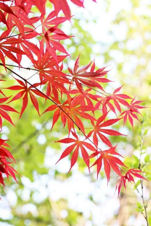 a close up of a tree with red leaves, vibrant red and green colours, japanese maples, japanese collection product, detail shot