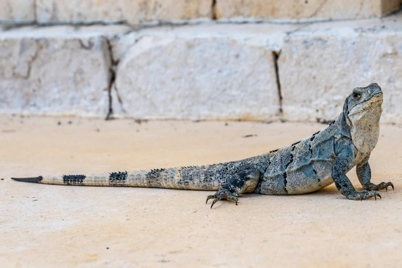 a lizard that is sitting on the ground, by Carey Morris, pexels contest winner, hurufiyya, australian, large horned tail, blue, on a large marble wall