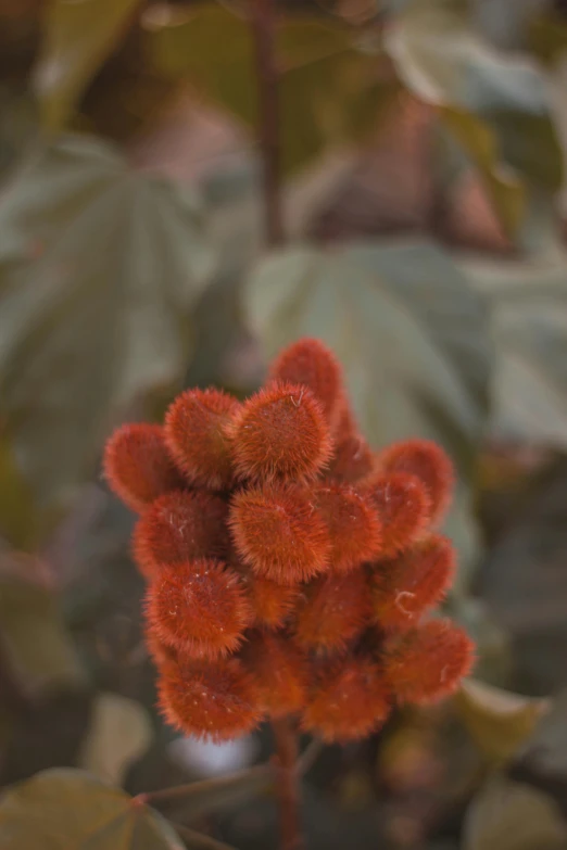 a close up of a plant with red flowers, a macro photograph, by David Simpson, hurufiyya, coxcomb, orange, photorealist, brown