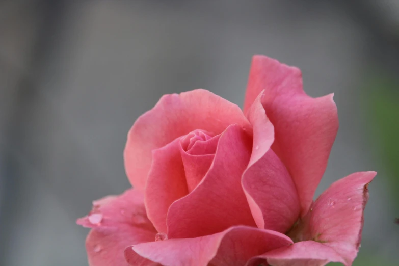 a close up of a pink rose with a blurry background, by Tom Bonson, pexels contest winner, grey, ((pink)), exterior shot, slide show