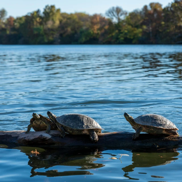 three turtles are sitting on a log in the water, by Greg Rutkowski, unsplash, visual art, fall season, 15081959 21121991 01012000 4k, sydney park, hanging