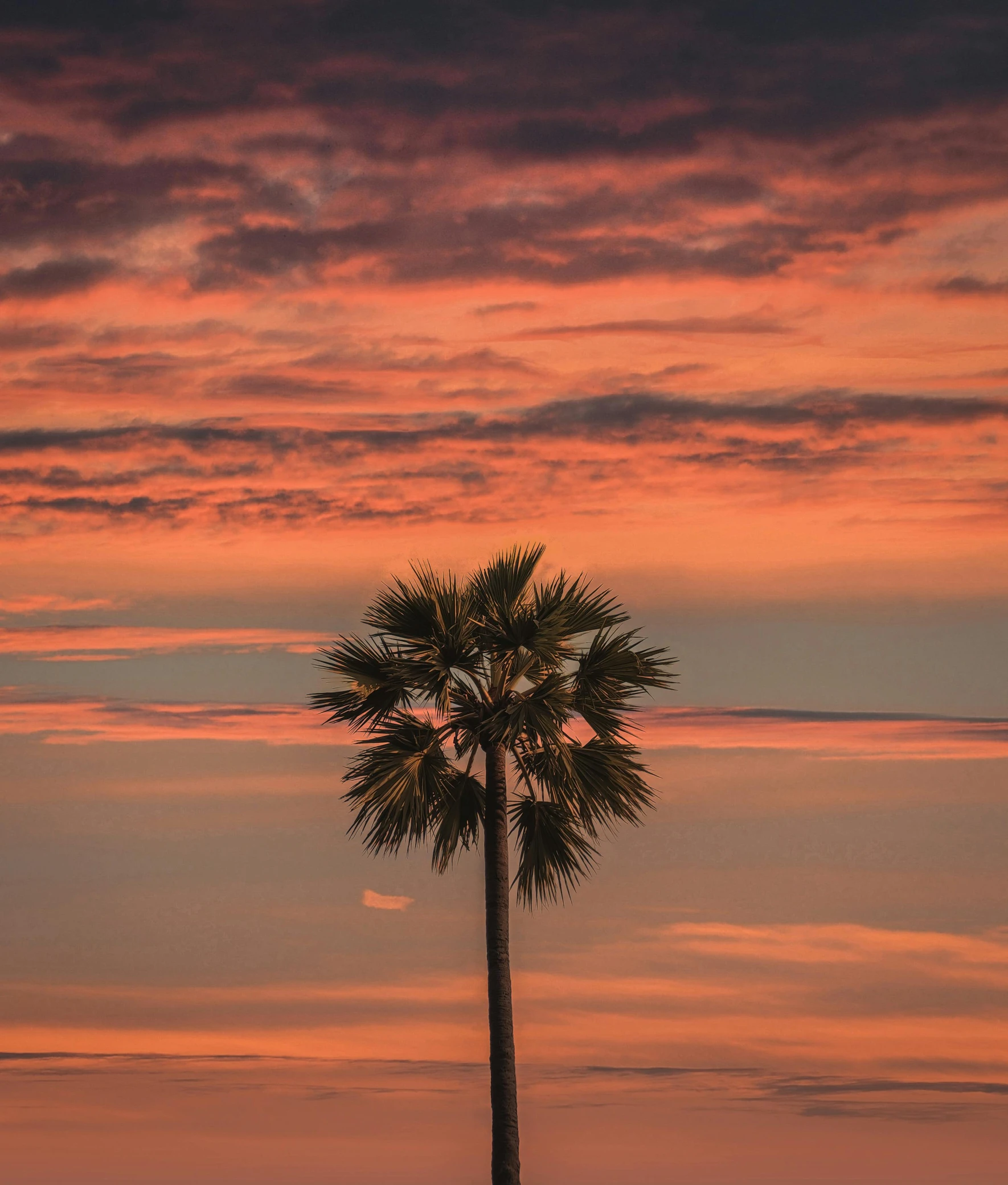 a palm tree sitting on top of a lush green field, unsplash contest winner, romanticism, blinding red orange sky, marbella landscape, portrait of tall, the sky is pink