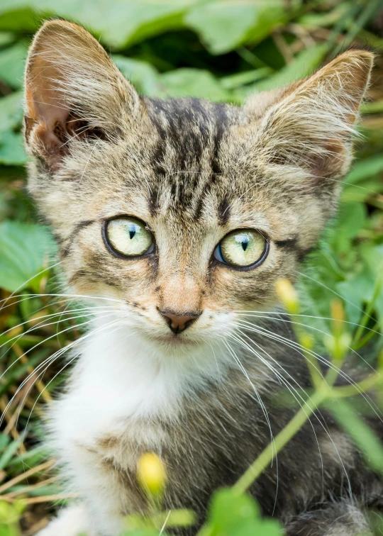 a cat that is sitting in the grass, looking at the camera, avatar image