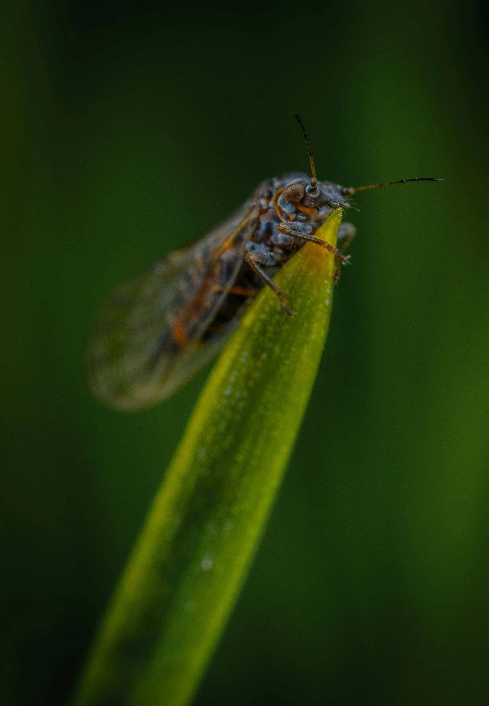 a bug sitting on top of a green leaf, a macro photograph, by Dave Allsop, pexels, cozy night fireflies, in the high grass, hairs fluttering on the wing, student