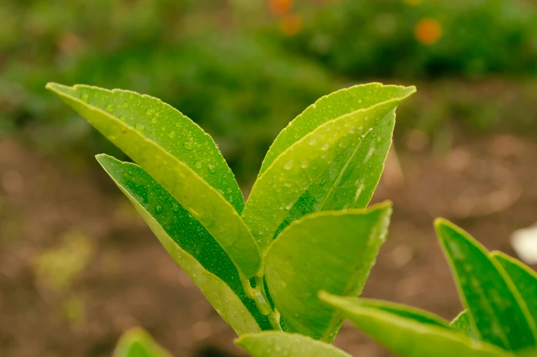 a close up of a plant with oranges in the background, green tea, detailed product image, detail shot, vanilla