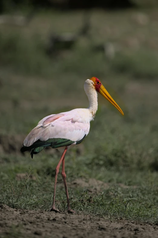 a large bird standing on top of a grass covered field, hurufiyya, pink white and green, bangalore, intense albino, afar