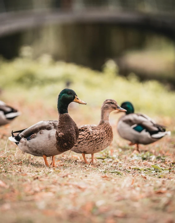 a group of ducks standing on top of a grass covered field, unsplash, happening, al fresco, on a riverbank, 🚿🗝📝