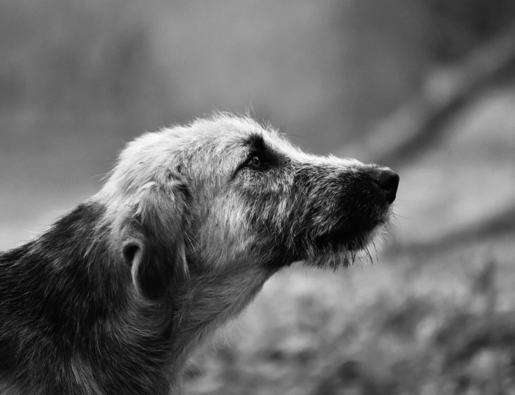 a black and white photo of a dog, a black and white photo, inspired by Elke Vogelsang, pexels, grizzled beard, view from the side”, portrait of an old, portrait of small