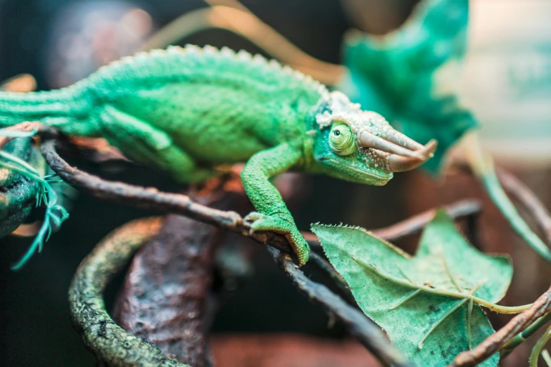 a close up of a lizard on a branch, a photo, by Adam Marczyński, trending on pexels, covered in leaves, biodome, various posed, elaborate details