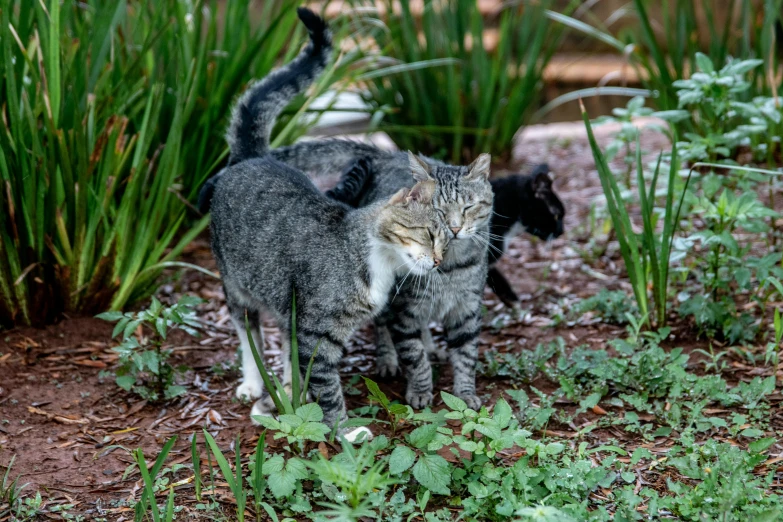 a couple of cats that are standing in the grass, by Bernie D’Andrea, unsplash, photorealism, fan favorite, gardening, gray, struggling