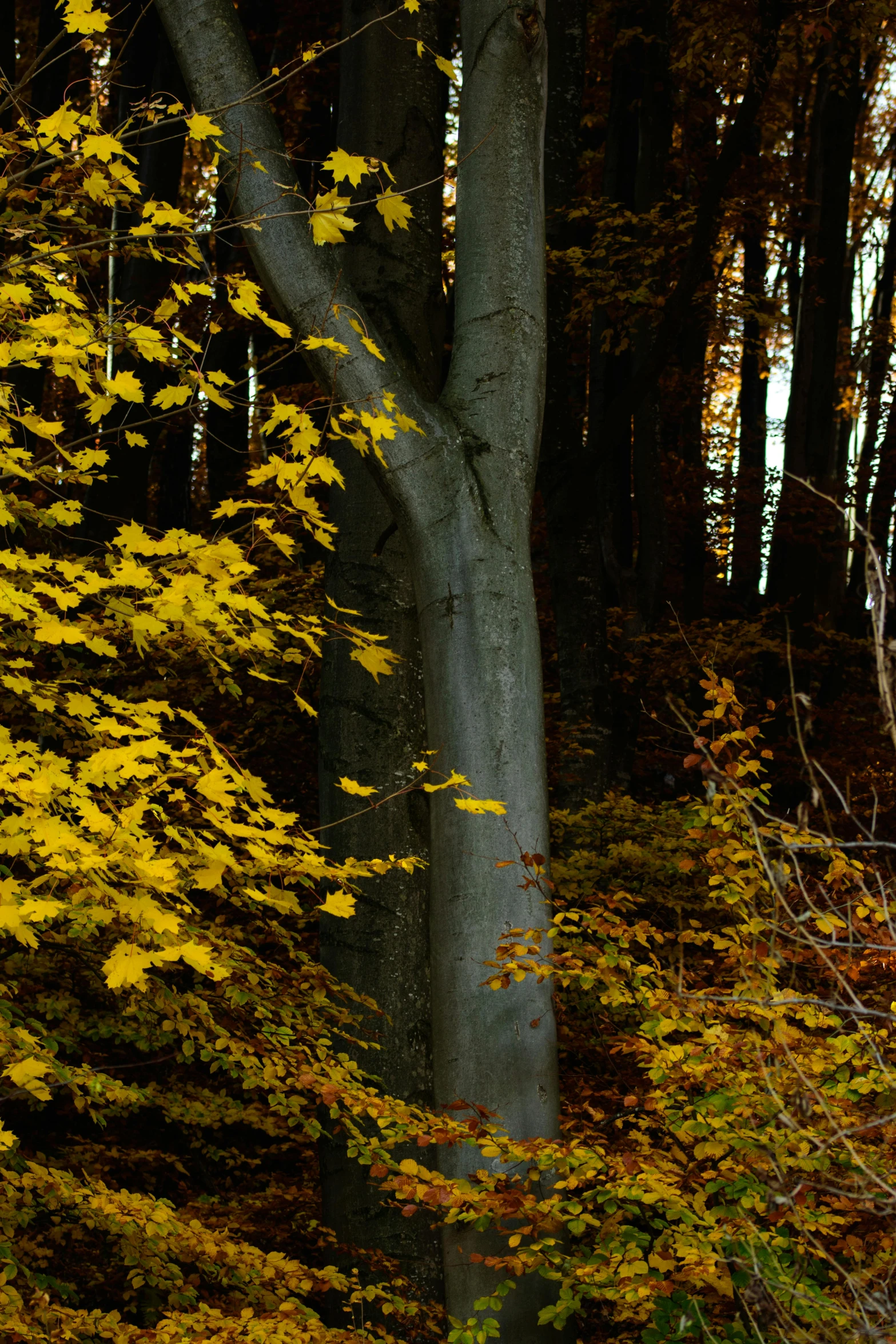 a red fire hydrant sitting in the middle of a forest, a screenshot, unsplash contest winner, tonalism, yellow and black color scheme, huge tree trunks, lower saxony, golden leaves