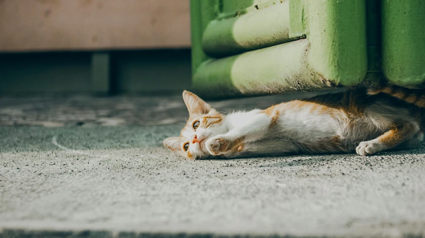 a cat that is laying down on the ground, by Julia Pishtar, pexels contest winner, playful, commercially ready, gif, worn out