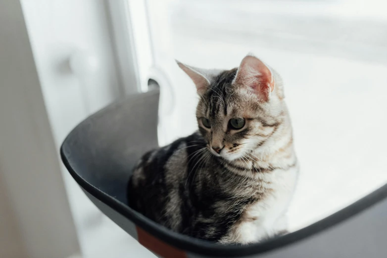 a cat sitting in a bowl on a window sill, trending on unsplash, sitting on an royal throne, fan favorite, in a spaceship, hanging upside down