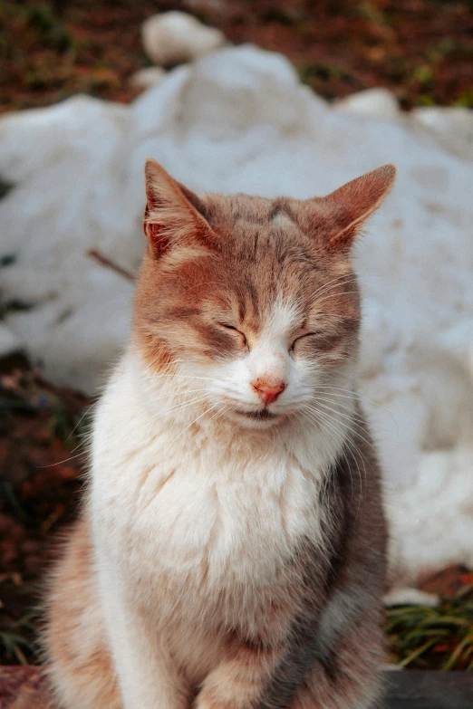 a cat sitting on the ground next to a pile of snow, pexels contest winner, renaissance, closed eyes, squinting at high noon, with a white complexion, frontal close up