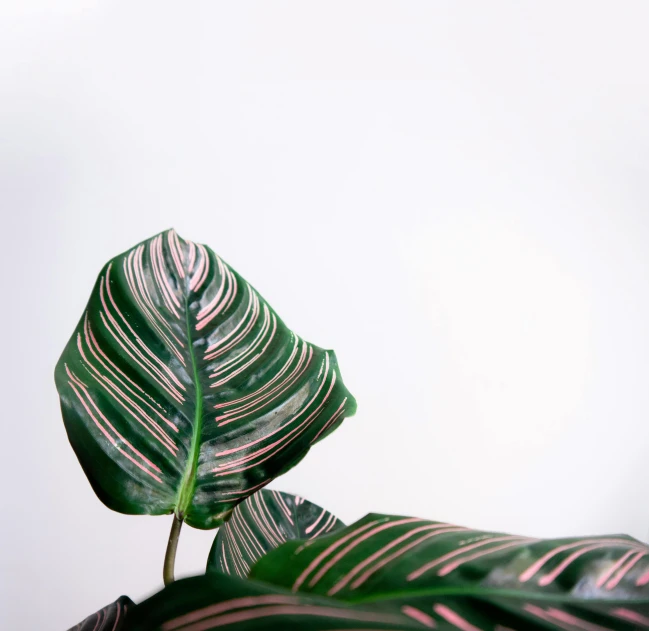 a close up of a plant with a white background, trending on pexels, green and pink, bald lines, glossy surface, waving