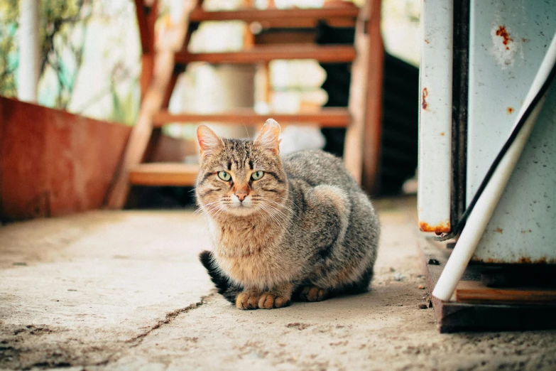 a cat that is sitting on the ground, by Julia Pishtar, pexels contest winner, looking to camera, australian, slightly pixelated, armored cat